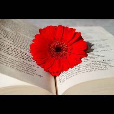 相模原｜相続放棄で弁護士に相談するなら今西法律事務所